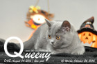 Queeny ist 12 Wochen alt geworden ( 26.10.2016 )