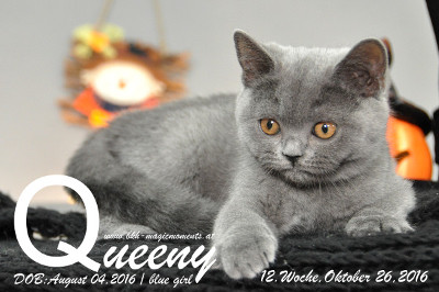 Queeny ist 12 Wochen alt geworden ( 26.10.2016 )