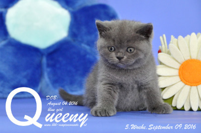 Queeny ist 5 Wochen alt geworden ( 09.09.2016 )