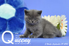Queeny ist 5 Wochen alt geworden ( 09.09.2016 )