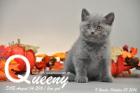 Queeny ist 9 Wochen alt geworden ( 08.10.2016 )