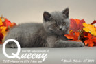 Queeny ist 9 Wochen alt geworden ( 08.10.2016 )