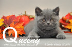 Queeny ist 9 Wochen alt geworden ( 08.10.2016 )
