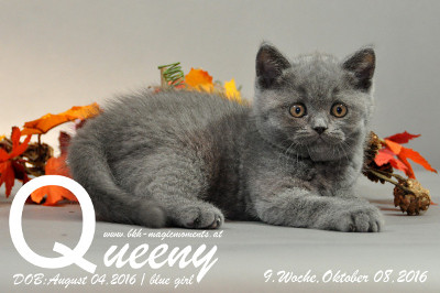 Queeny ist 9 Wochen alt geworden ( 08.10.2016 )
