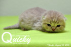 Quicky ist 1 Woche alt ( 13.08.2016 )