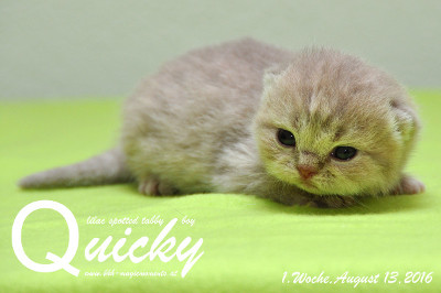 Quicky ist am 04.August 2016 um 05.40 geboren