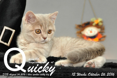 Quicky ist 12 Wochen alt geworden ( 26.10.2016 )
