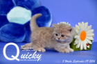 Quicky ist 5 Wochen alt geworden ( 09.09.2016 )