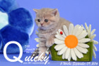 Quicky ist 5 Wochen alt geworden ( 09.09.2016 )