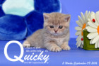 Quicky ist 5 Wochen alt geworden ( 09.09.2016 )