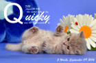 Quicky ist 5 Wochen alt geworden ( 09.09.2016 )