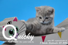 Quicky ist 7 Wochen alt geworden ( 09.09.2016 )