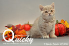 Quicky ist 9 Wochen alt geworden ( 08.10.2016 )
