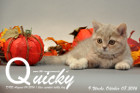 Quicky ist 9 Wochen alt geworden ( 08.10.2016 )