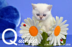 Quimiq ist 5 Wochen alt geworden ( 09.09.2016 )
