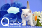 Quimiq ist 5 Wochen alt geworden ( 09.09.2016 )