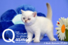 Quimiq ist 5 Wochen alt geworden ( 09.09.2016 )