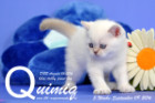 Quimiq ist 5 Wochen alt geworden ( 09.09.2016 )