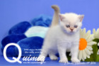Quimiq ist 3 Wochen alt ( 27.08.2016 )