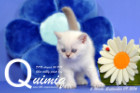 Quimiq ist 3 Wochen alt ( 27.08.2016 )