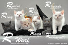 Unser R-Wurf ist 10 Wochen alt geworden ( 26.10.2016 )
