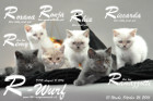 Unser R-Wurf ist 10 Wochen alt geworden ( 26.10.2016 )