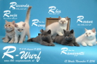 Unser R-Wurf ist 12 Wochen alt geworden ( 11.11.2016 )