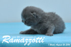 Ramazzotti ist 1 Woche alt geworden ( 26.08.2016 )