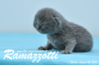 Ramazzotti ist 1 Woche alt geworden ( 26.08.2016 )