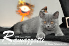 Ramazzotti ist 10 Wochen alt geworden ( 26.10.2016 )