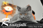 Ramazzotti ist 10 Wochen alt geworden ( 26.10.2016 )