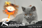 Ramazzotti ist 10 Wochen alt geworden ( 26.10.2016 )