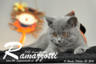 Ramazzotti ist 10 Wochen alt geworden ( 26.10.2016 )
