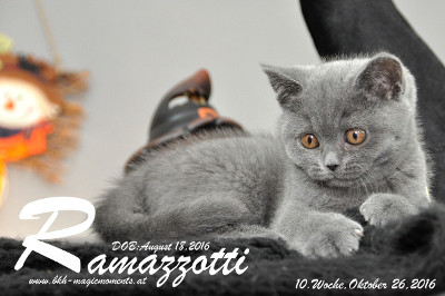 Ramazzotti ist 10 Wochen alt geworden ( 26.10.2016 )