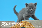 Ramazzotti ist 5 Wochen alt geworden ( 23.09.2016 )