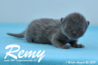 Remy ist 1 Woche alt ( 26.08.2016 )