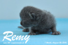 Remy ist 1 Woche alt ( 26.08.2016 )