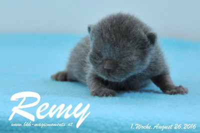 Remy ist 1 Woche alt ( 26.08.2016 )