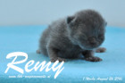 Remy ist 1 Woche alt ( 26.08.2016 )