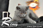 Remy ist 10 Wochen alt geworden ( 26.10.2016 )