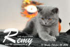Remy ist 10 Wochen alt geworden ( 26.10.2016 )
