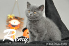Remy ist 10 Wochen alt geworden ( 26.10.2016 )