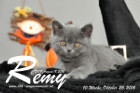 Remy ist 10 Wochen alt geworden ( 26.10.2016 )