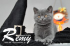 Remy ist 10 Wochen alt geworden ( 26.10.2016 )