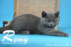 Remy ist 12 Wochen alt geworden ( 11.11.2016 )