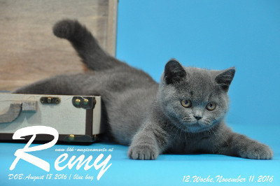 Remy ist 12 Wochen alt geworden ( 11.11.2016 )