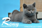Remy ist 12 Wochen alt geworden ( 11.11.2016 )