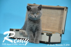 Remy ist 12 Wochen alt geworden ( 11.11.2016 )