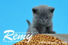 Remy ist 5 Wochen alt geworden ( 23.09.2016 )