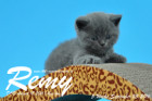 Remy ist 5 Wochen alt geworden ( 23.09.2016 )